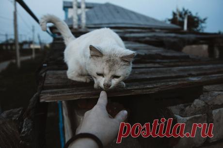 Колоритные уличные коты: яркие снимки, которые выглядят, как постановочные — блог туриста Dasha1553 на Туристер.Ру