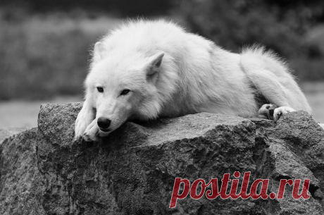 White Wolf : Wolves And Coyotes Feel Sadness And Grieve Like Humans