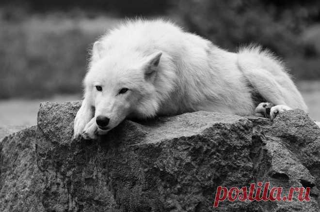 White Wolf : Wolves And Coyotes Feel Sadness And Grieve Like Humans