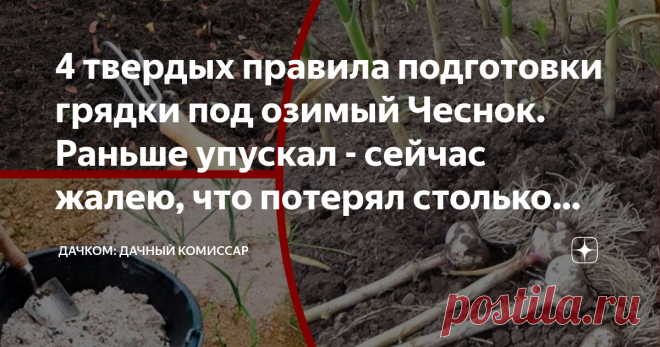 4 твердых правила подготовки грядки под озимый Чеснок. Раньше упускал - сейчас жалею, что потерял столько урожая Хочешь вырастить образцовый озимый чеснок? Тогда пламенный салют, упорный товарищ-огородник! Сегодня на повестке дня - 4 правила, которыми я руководствуюсь во время подготовки грядки.
Прежде я, как и большинство наших граждан, пренебрегал ими. 