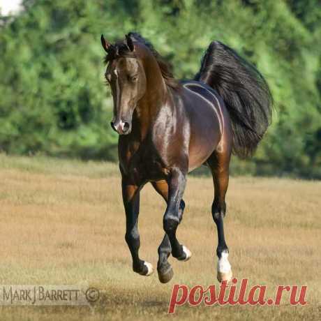 Arabian stallion | Horses