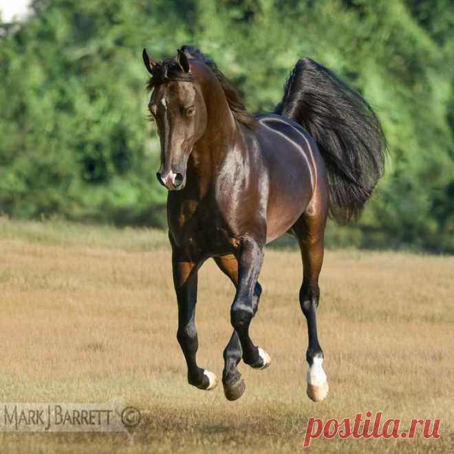 Arabian stallion | Horses
