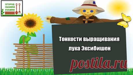 Тонкости выращивания лука Эксибишен (1,2 кг луковица)