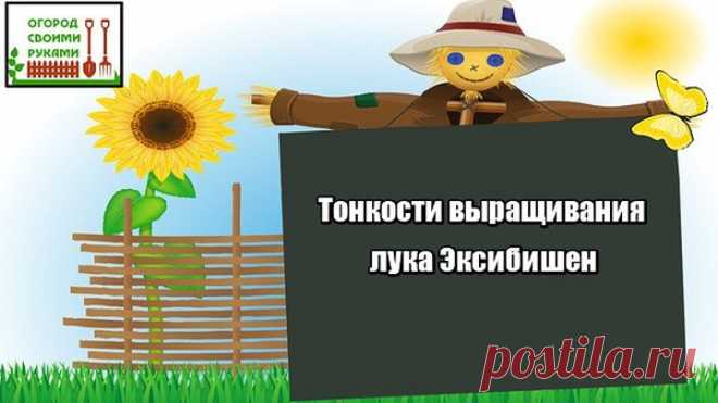 Тонкости выращивания лука Эксибишен (1,2 кг луковица)