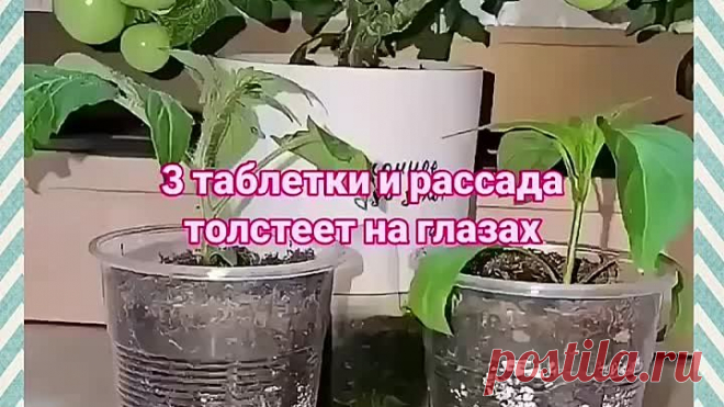 Из чахлой рассады в мощную за пару дней!