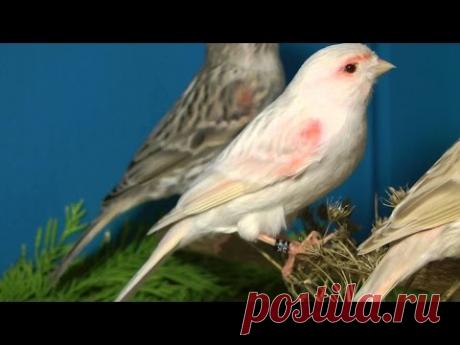 Волшебное пение кенара Звуки природы Пение птиц Magic singing of Kenar Sounds of nature birds