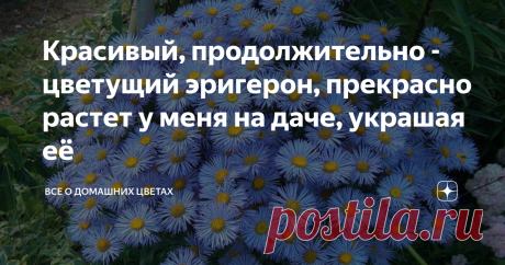 Красивый, продолжительно - цветущий эригерон, прекрасно растет у меня на даче, украшая её Очень он мне нравится, уход за ним минимальный, а цветением радует все лето, да и начало осени. Сортов эригерона очень много и все они отличаются друг от друга высотой растения, окраской и махровостью цветка.  Он относится к семейству астровые, поэтому его иногда путают с многолетними осенними астрами. У его есть и другое название - мелколепестник, которое он получил из - за множества...