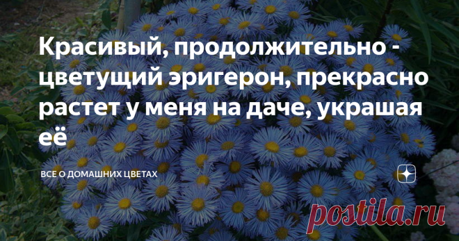Красивый, продолжительно - цветущий эригерон, прекрасно растет у меня на даче, украшая её Очень он мне нравится, уход за ним минимальный, а цветением радует все лето, да и начало осени. Сортов эригерона очень много и все они отличаются друг от друга высотой растения, окраской и махровостью цветка.  Он относится к семейству астровые, поэтому его иногда путают с многолетними осенними астрами. У его есть и другое название - мелколепестник, которое он получил из - за множества...