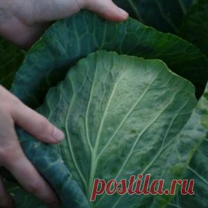 Как вырастить капусту без нитратов, трещин и гнили?