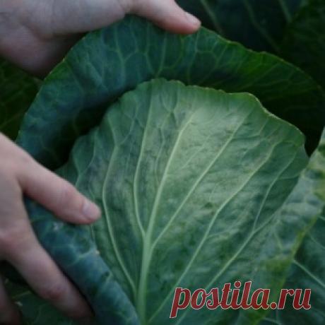Как вырастить капусту без нитратов, трещин и гнили?