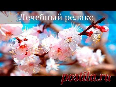 Лечебная успокаивающая китайская музыка от депрессии, нервозов. Для умиротворения тела и духа. - YouTube Просматривайте этот и другие пины на доске Музыка пользователя Галина Уланова.
Теги
Youtube
Что говорят другие
Лечебная успокаивающая музыка Ментальная релаксация музыка - для снятия стресса, от депрессии, от нервозности, от тревоги, для хорошего сна.
Музыка для
Что говорят другие
Эфирные масла для отпугивания насекомых и змей — Лайфхакер
Как быстро уснуть, если не спится?
- YouTube
Что гов…