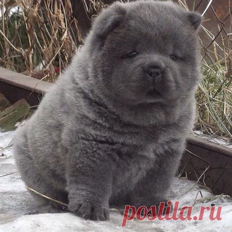 1 непрочитанный чат