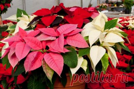 Секреты ухода за пуансеттией прекраснейшей в домашних условиях