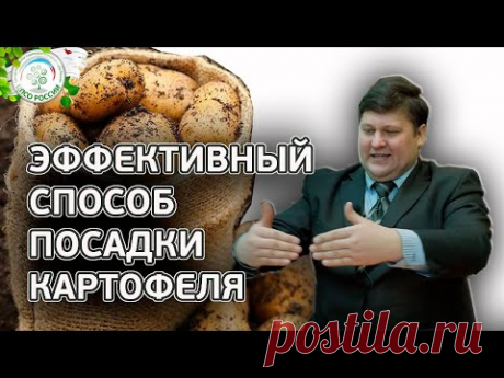 КАРТОФЕЛЯ БУДЕТ В 2 РАЗА БОЛЬШЕ ЕСЛИ ПОСАДИТЕ ТАКИМ СПОСОБОМ. Как посадить картофель.