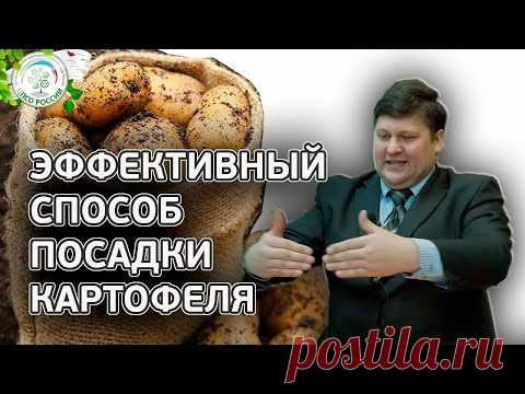 КАРТОФЕЛЯ БУДЕТ В 2 РАЗА БОЛЬШЕ ЕСЛИ ПОСАДИТЕ ТАКИМ СПОСОБОМ. Как посадить картофель.