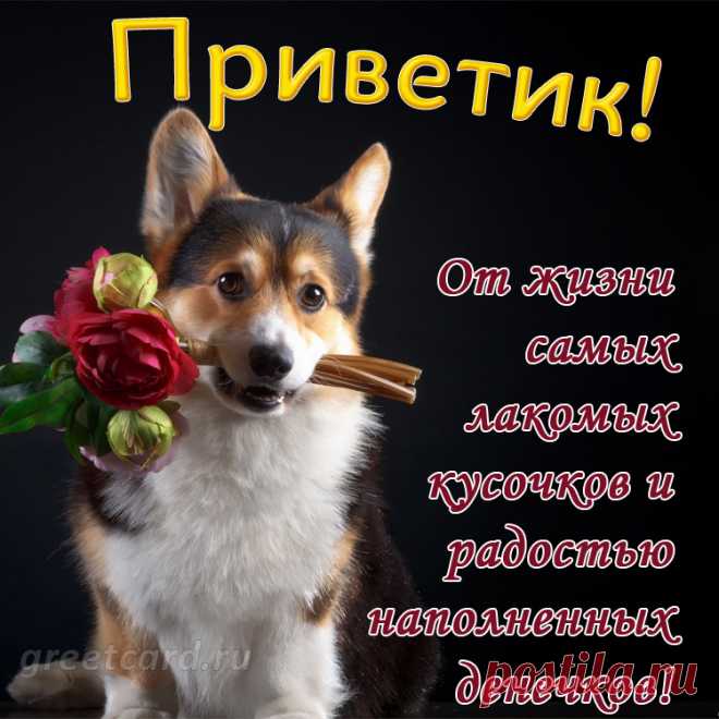 Приветик! держи от меня букетик!