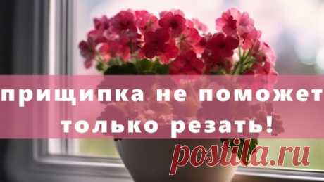 Прищипка не поможет! Срочно делаем жесткую обрезку герани для пышного цветения | УЧЕНЫЙ АГРОНОМ | Дзен