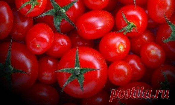 Отличная подкормка для Помидор проверенная годами | Сад и огород | Яндекс Дзен