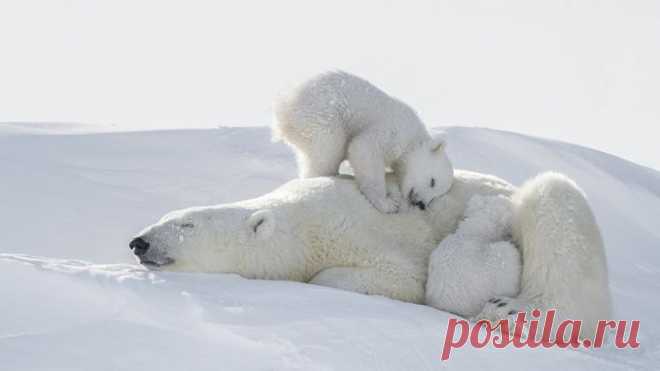 Ради этих кадров фотограф провел 117 часов на лютом морозе