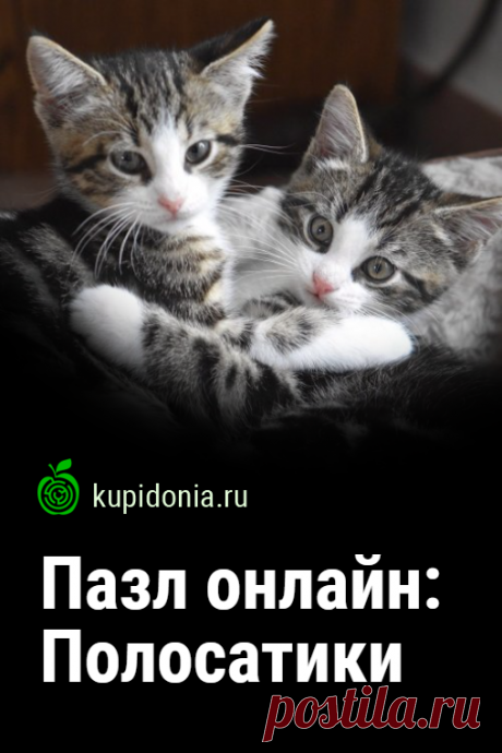 Пазл онлайн: Полосатики. Красивый пазл онлайн с милыми котятами из серии «Домашние животные». Собери пазл на сайте!