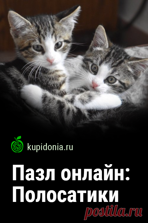 Пазл онлайн: Полосатики. Красивый пазл онлайн с милыми котятами из серии «Домашние животные». Собери пазл на сайте!