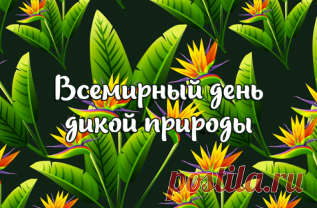 Защищать природу надо от людей,
От их безумных, необдуманных идей,
Оставим дикий мир как есть,
Других забот у нас не счесть!