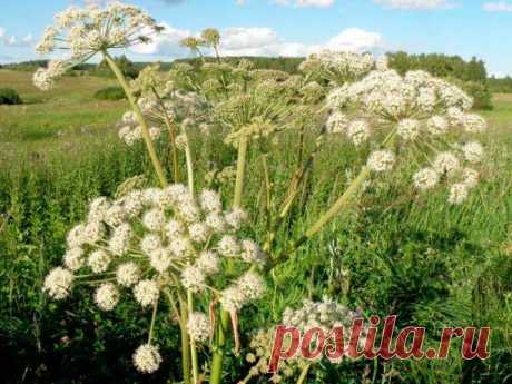 Лекарственное растение Дудник (Angelica archangelica). Мощное растение высотой до 2 м с полым, пряным на вкус стеблем, который у основания может быть в руку толщиной. Круглые полые черешки листьев со вздутыми влагалищами. Светло-зеленые листья дважды- или триждыперистые, верхние часто простые перистые; листочки снизу голые. Зеленоватые цветки собраны в зонтики с 20-40 лучами. Цветоножки волосисто опушены только наверху.

Местопроизрастание
Берега рек, ручьев и канав, влажные луга и леса.