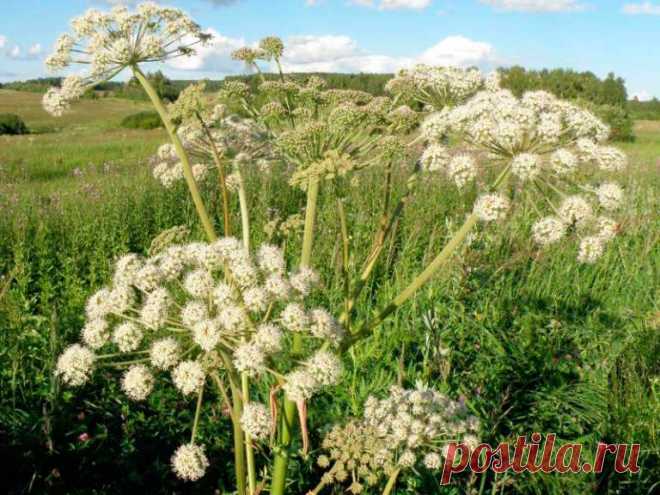 Лекарственное растение Дудник (Angelica archangelica). Мощное растение высотой до 2 м с полым, пряным на вкус стеблем, который у основания может быть в руку толщиной. Круглые полые черешки листьев со вздутыми влагалищами. Светло-зеленые листья дважды- или триждыперистые, верхние часто простые перистые; листочки снизу голые. Зеленоватые цветки собраны в зонтики с 20-40 лучами.