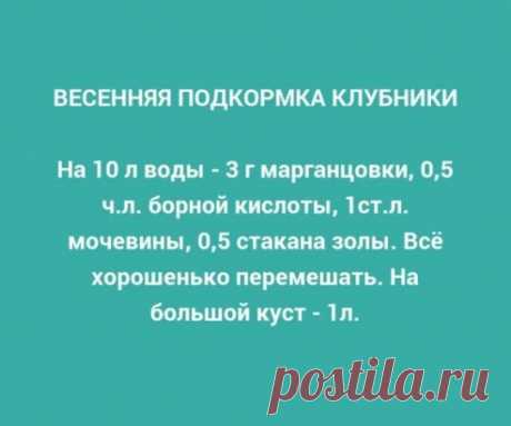 весенняя подкормка клубники