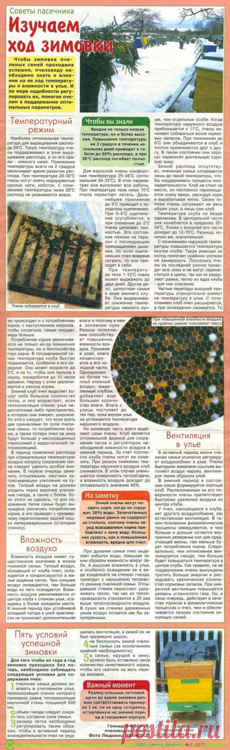 Изучаем ход зимовки пчёл