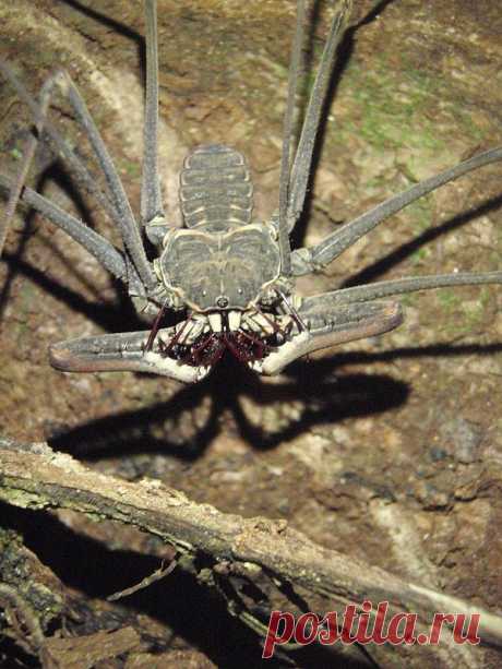 Фрины (Amblypygi) или бесхвостые скорпионы | Чёрт побери Фрины (Amblypygi) — бесхвостые жгутоногие пауки относятся к небольшому отряду тропических паукообразных Amblypygi. Название отряда в переводе с греческого означает «тупой зад». В англоязычных странах фринов называют бесхвостыми скорпионами из-за отсутствия хвоста (тельсона). Фрины уникальны тем, что они имеют шесть ходильных ног, тогда как другие паукообразные имеют восемь. Причиной этого является то, что жгутоногие ...