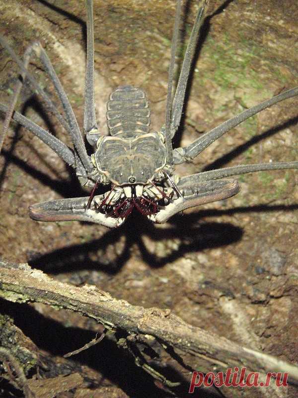 Фрины (Amblypygi) или бесхвостые скорпионы | Чёрт побери Фрины (Amblypygi) — бесхвостые жгутоногие пауки относятся к небольшому отряду тропических паукообразных Amblypygi. Название отряда в переводе с греческого означает «тупой зад». В англоязычных странах фринов называют бесхвостыми скорпионами из-за отсутствия хвоста (тельсона). Фрины уникальны тем, что они имеют шесть ходильных ног, тогда как другие паукообразные имеют восемь. Причиной этого является то, что жгутоногие ...