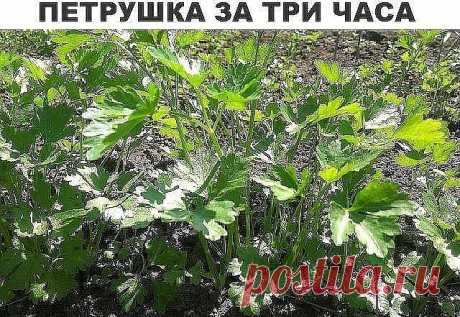 Петрушка за 3 часа 

Большинство дачников знают что петрушка всходит довольно долго.... 
А знаете ли вы, что петрушку можно вырастить буквально в течение 3 часов? Этот рецепт часто использовался как... фокус. 
Размочите семена петрушки в свежем молоке и, трижды посыпав предназначенную для посева землю негашеной и мелкотертой известью, высадите в нее подготовленные семена, землю немного смочите сверху (не проливая глубоко) водой. 
Через 3 часа появятся всходы.  
Запишите - пригодится!!!