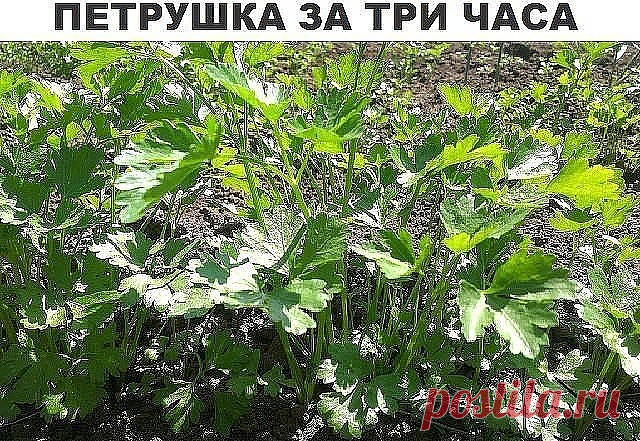 Петрушка за 3 часа 

Большинство дачников знают что петрушка всходит довольно долго.... 
А знаете ли вы, что петрушку можно вырастить буквально в течение 3 часов? Этот рецепт часто использовался как... фокус. 
Размочите семена петрушки в свежем молоке и, трижды посыпав предназначенную для посева землю негашеной и мелкотертой известью, высадите в нее подготовленные семена, землю немного смочите сверху (не проливая глубоко) водой. 
Через 3 часа появятся всходы.  
Запишите - пригодится!!!
