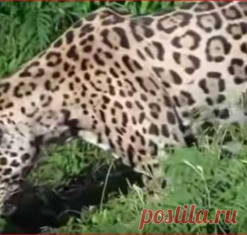 Ягуар против крокодила (видео)