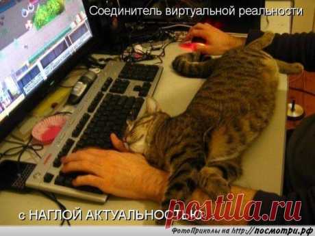 Коты и кошки ツ