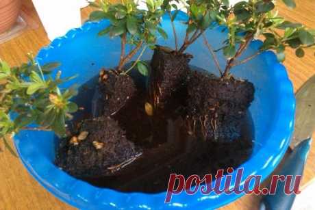 Размножаем азалию