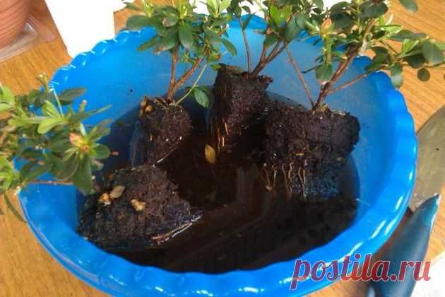 Размножаем азалию