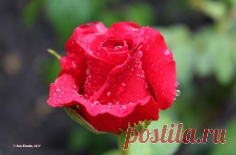 На руке, дарящей розы, всегда останется их аромат (Китайская пословица). 🌹