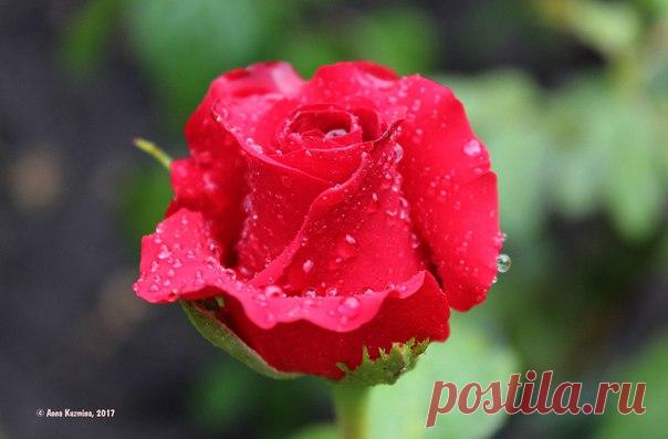 На руке, дарящей розы, всегда останется их аромат (Китайская пословица). 🌹