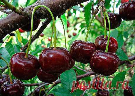 ВИШНЯ. ЧТО, ГДЕ, КОГДА ВНОСИТЬ ПОДКОРМКИ, ЧТОБЫ БЫТЬ С УРОЖАЕМ. НА ЗАМЕТКУ САДОВОДАМ!
Сохраните, чтобы не потерять!