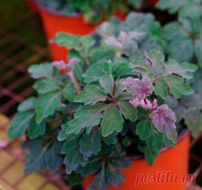 Цветы Бугаевой