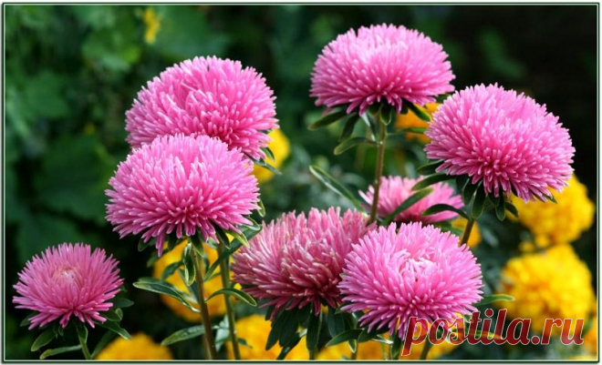 Рассада астр - все тонкости процесса