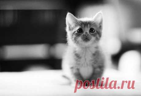 a cute kitten is so popularrr | Flickr - Photo Sharing!
