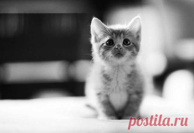 a cute kitten is so popularrr | Flickr - Photo Sharing!