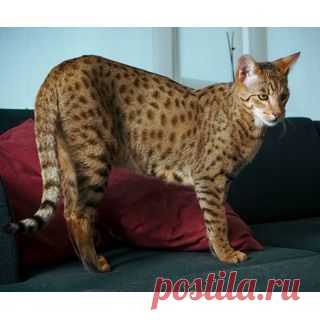 Саванна (Savannah) кошка. ФОТО, ЦЕНА, продолжительность жизни, вес, характеристика, отзывы.