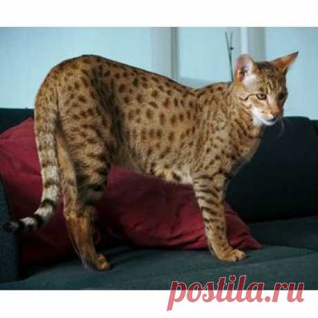 Саванна (Savannah) кошка. ФОТО, ЦЕНА, продолжительность жизни, вес, характеристика, отзывы.