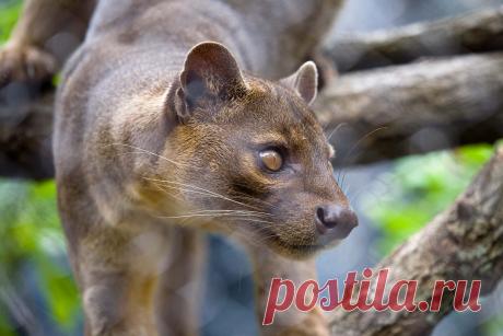 Fossa - Zoo Atlanta Fossas are the largest carnivores on the island of Madagascar, where they feed on a varieties of mammals, including lemurs. They typically hunt and live alone. Like most species on Madagascar, fossas are threatened by habitat loss.