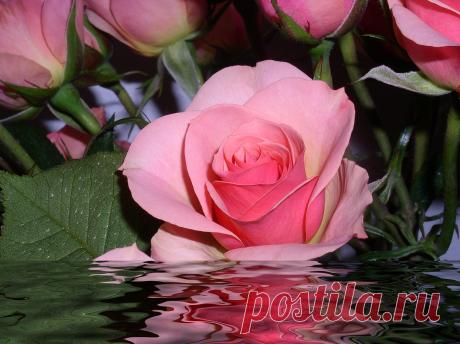 sfondi fiori | sfondi orchidee | sfondi gratis | free wallpapers