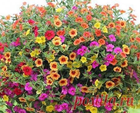 «Миллион колокольчиков » или калибрахоа